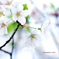 四月樱花1