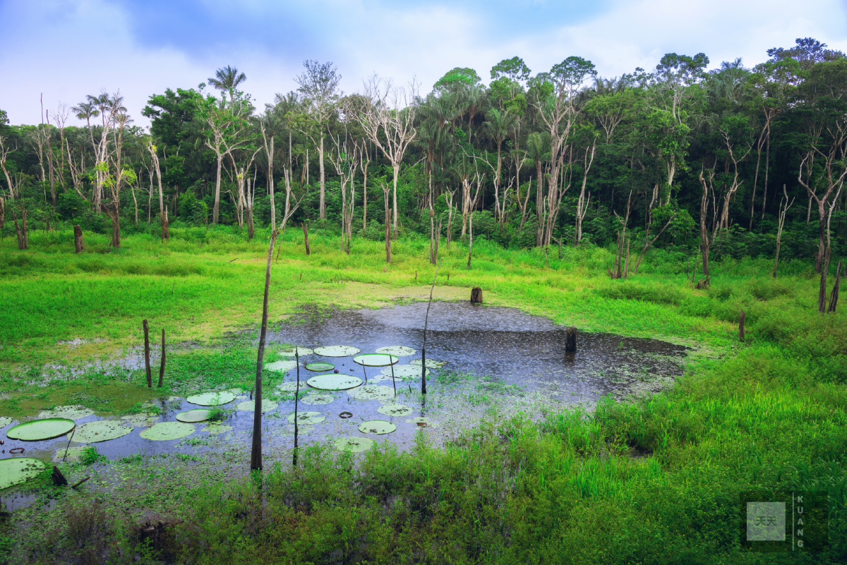 亚马逊热带雨林