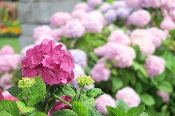E198F656-D538-410D-8C69-82CC5B2F26B4/L0/001