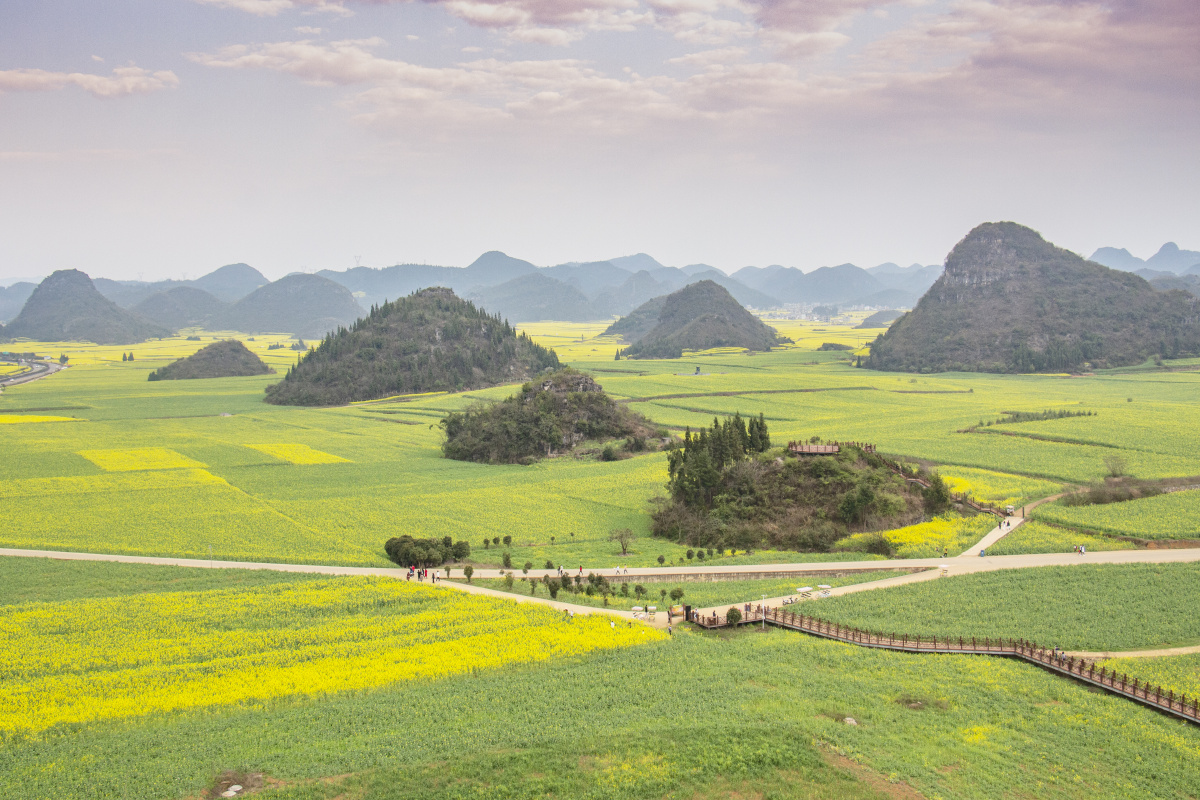 油菜花罗平金鸡峰丛