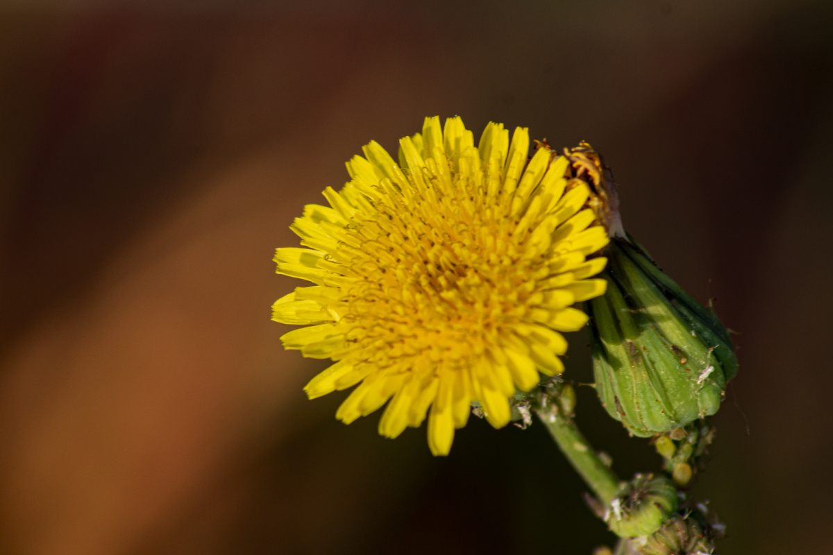 苦苣菜花 - 苗岭知青 - 图虫