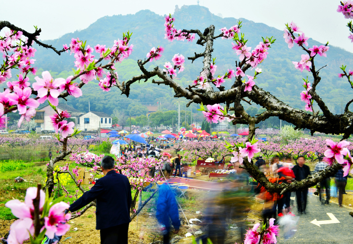 阳山人在桃花盛开时,每年都举办桃花节,利用桃文化,走出一条致富路.