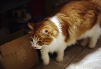 IMG_5272_1