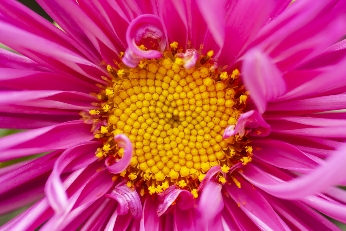 微距花卉 - 飞翔的巴图鲁 - 图虫