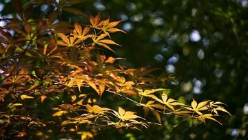秋