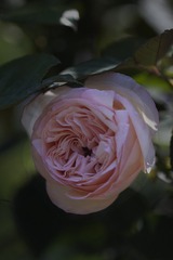Rosa ‘Mona Lisa’