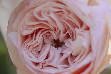 Rosa ‘Mona Lisa’