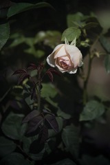 Rosa ‘Mona Lisa’