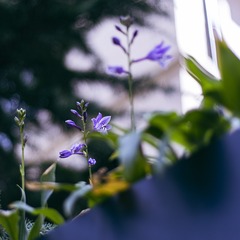 紫萼