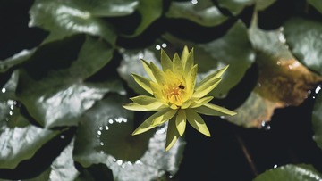 莲