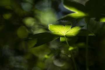 spark light