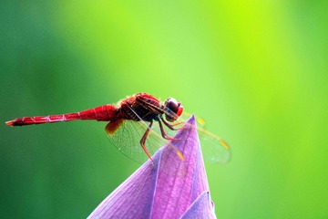 _DSC0925