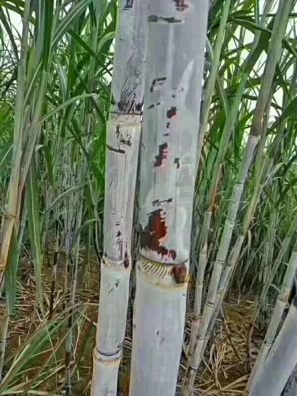 如何关闭蚂蚁森林?关闭蚂蚁森林