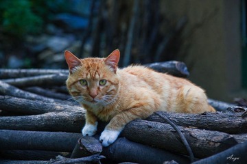 家猫