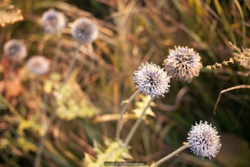 nEO_IMG_嶂石岩-0357.jpg