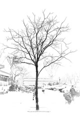 一棵树