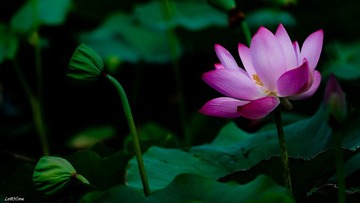 夏日三俗 - 花 1
