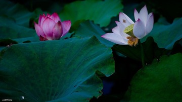 夏日三俗 - 花 3