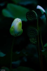 夏日三俗 - 花 4