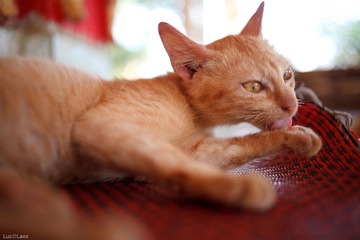 表情邪恶的猫