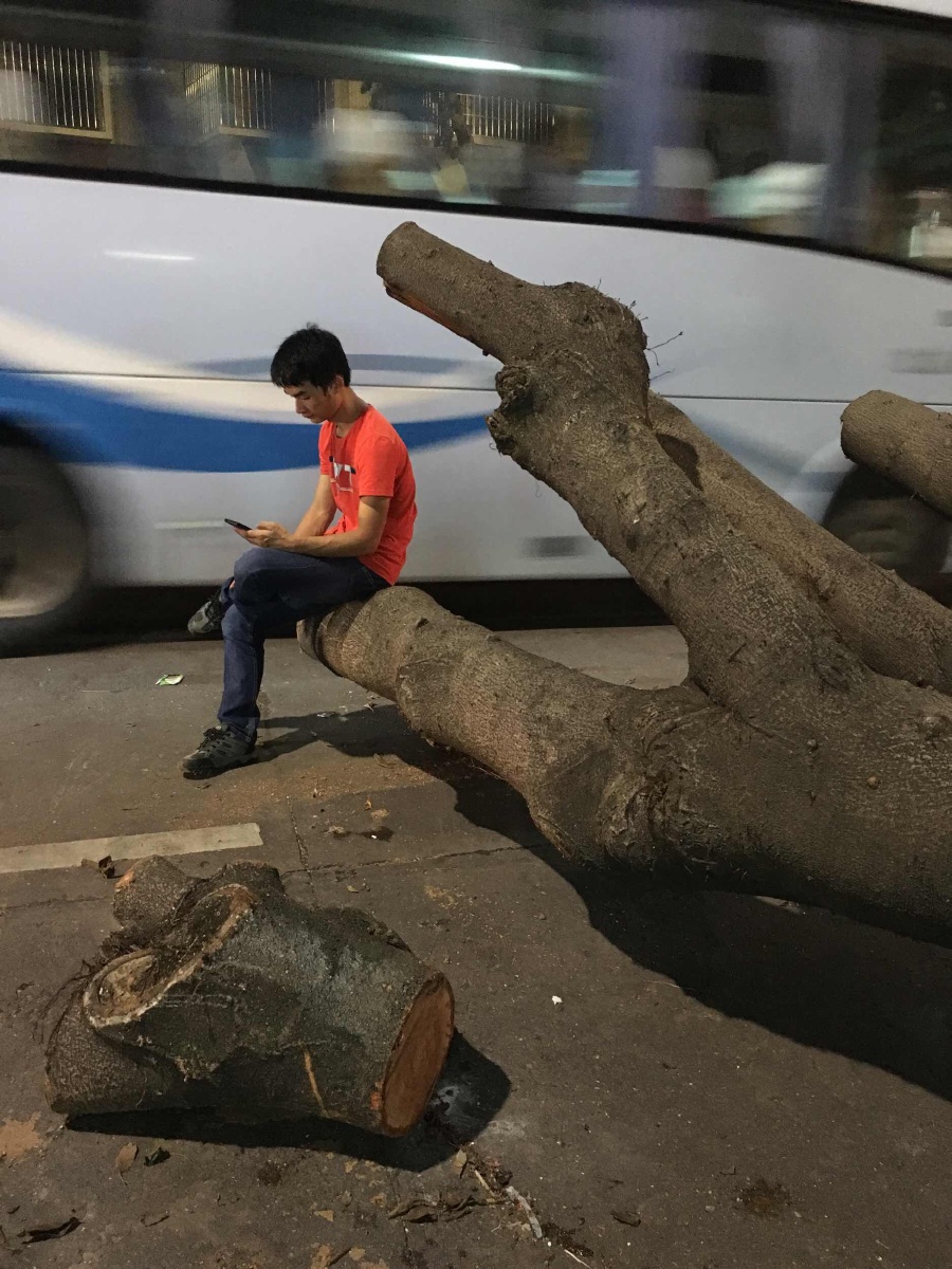 2016年09月14日起拍摄于中国福建省厦门市集美街道旁,14级的莫兰蒂
