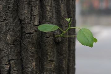 DSC_7418