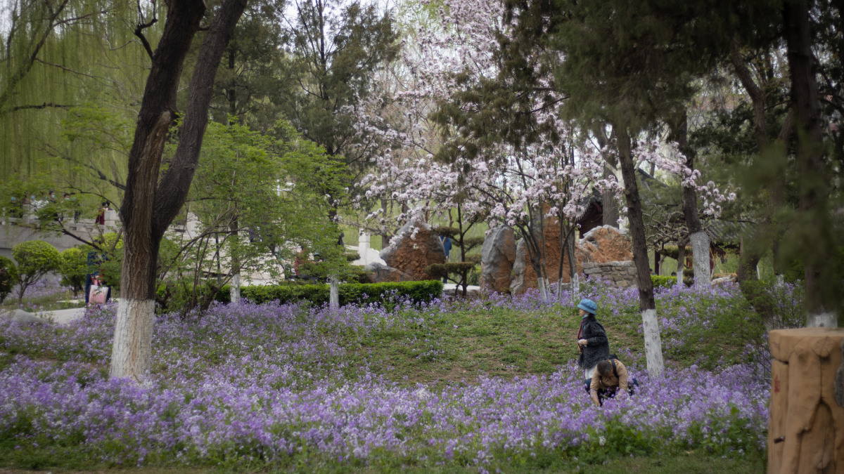 地点:天津桃花园春暖花开