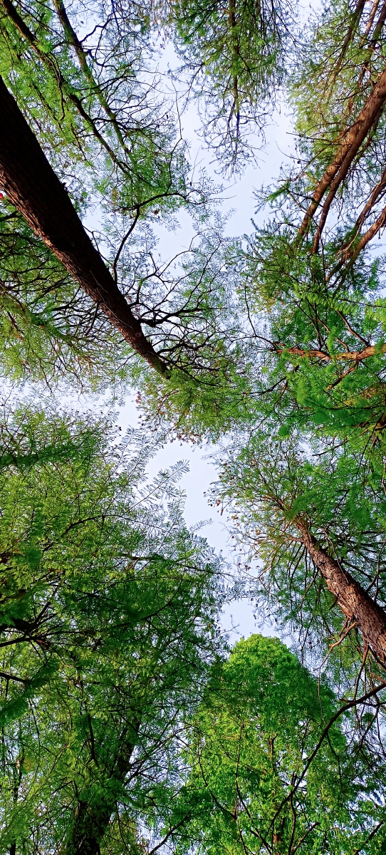 叶色翠绿树形秀丽的水杉树12张图片