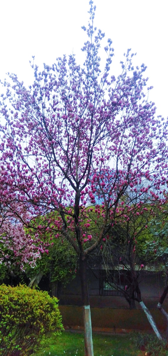 春风如贵客,一到便繁华 - 深谷-幽兰 - 图虫