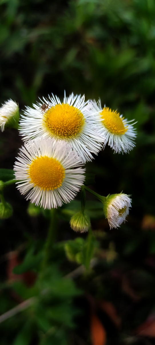 春美在胜日寻芳的从容悠闲