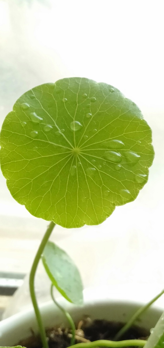铜钱草