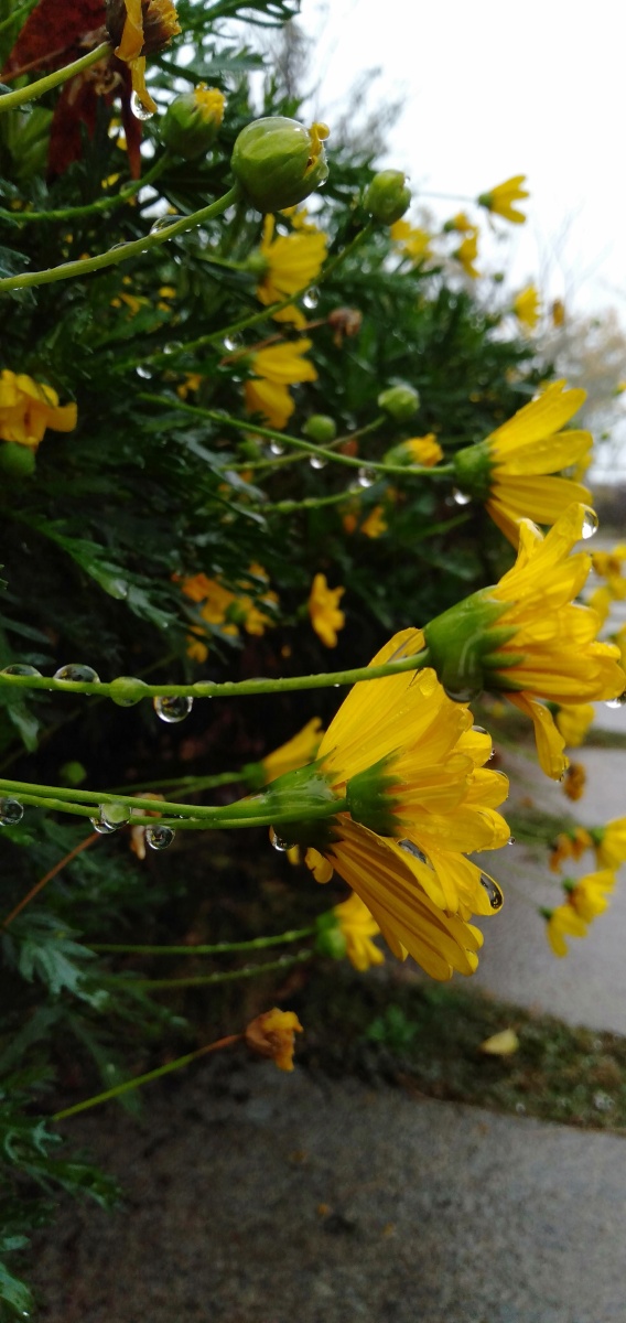 雨后花草在雨水的洗礼下显得格外干净翠绿