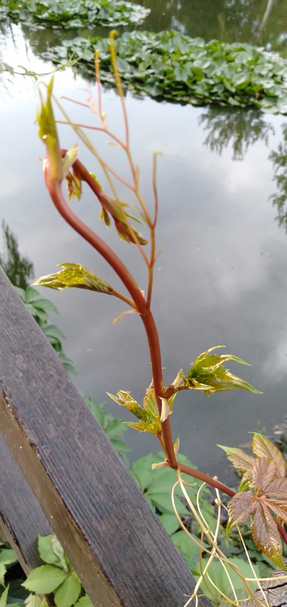 1765142 - 深谷-幽兰 - 图虫摄影网