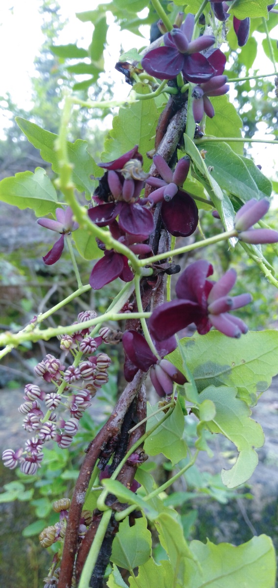 八月瓜花