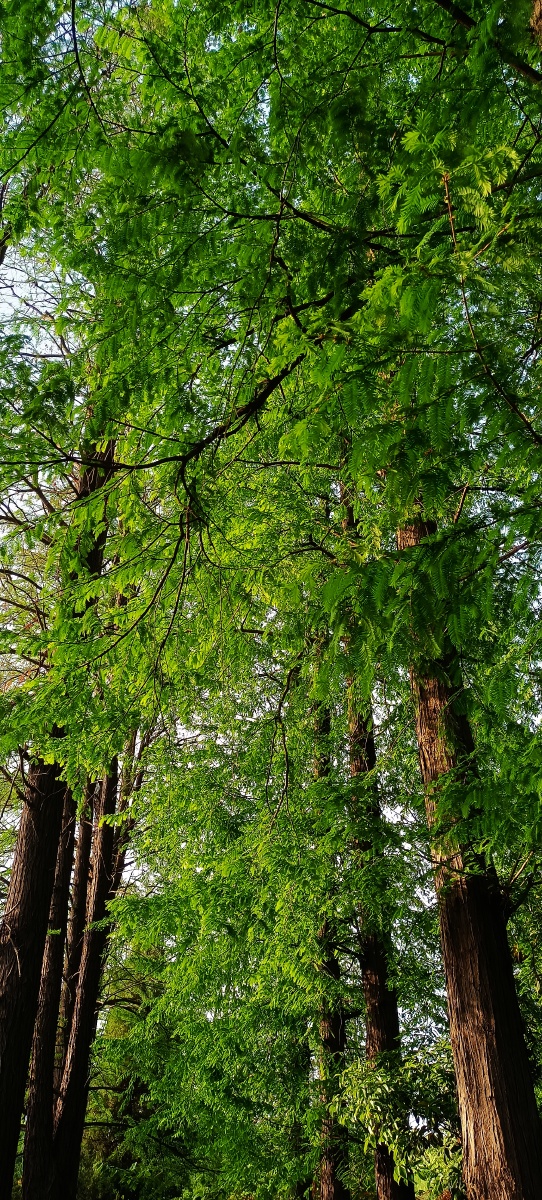 叶色翠绿树形秀丽的水杉树12张图片