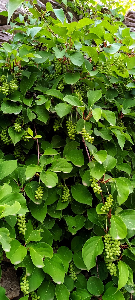 五味子(12张图片) - 深谷-幽兰 - 图虫