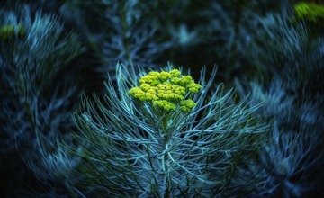 shipstad_lensbaby_trio_2905-1024x626