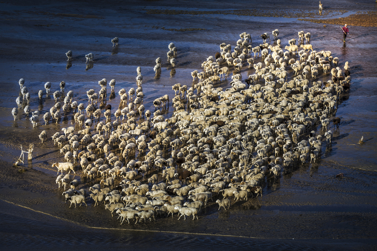 大赛铜牌 br /> fuqiang you, 中国 br /> song of herding sheep