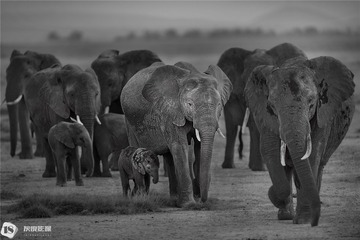 1_CXX4968非洲象african elephant