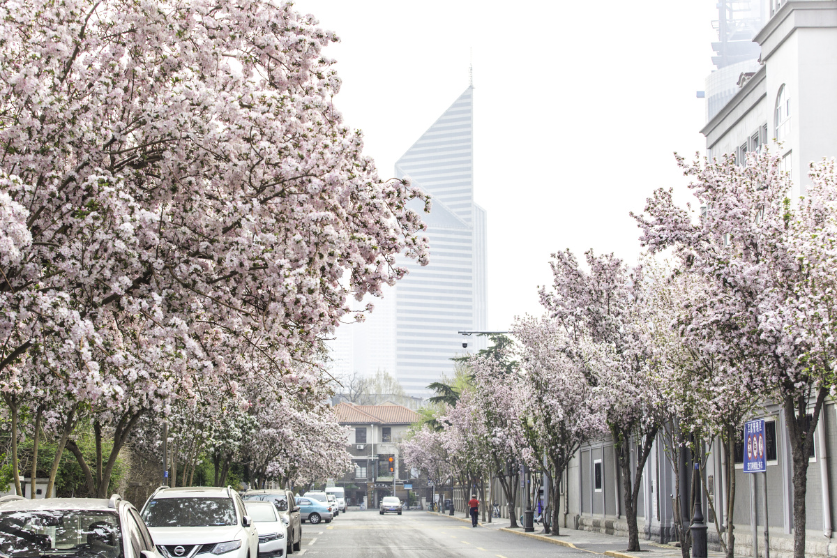 五大道海棠花开正艳