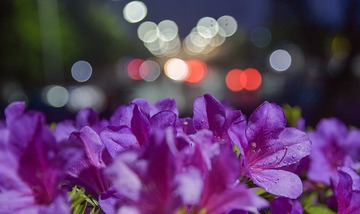 _DSC0377