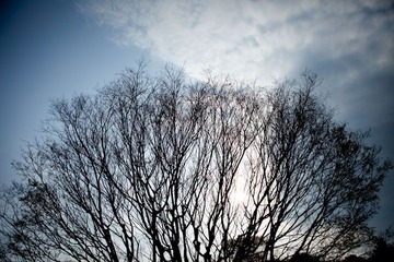 Tokyo eyes 32