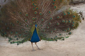 IMG_1831-33.jpg