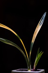 D6288674-AD00-4ADF-B8D9-EC9CAD43F5DE/L0/001