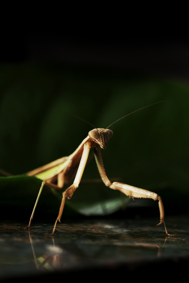 中文学名棕静螳科属静螳科棕静螳分布区域全国