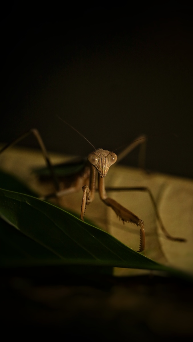 中文学名棕静螳科属静螳科棕静螳分布区域全国