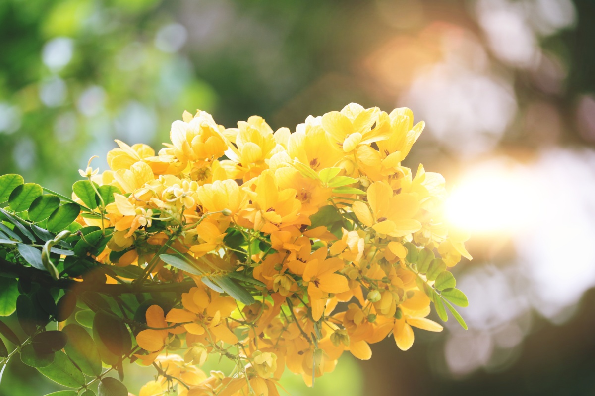 遇见阳光下的小黄花