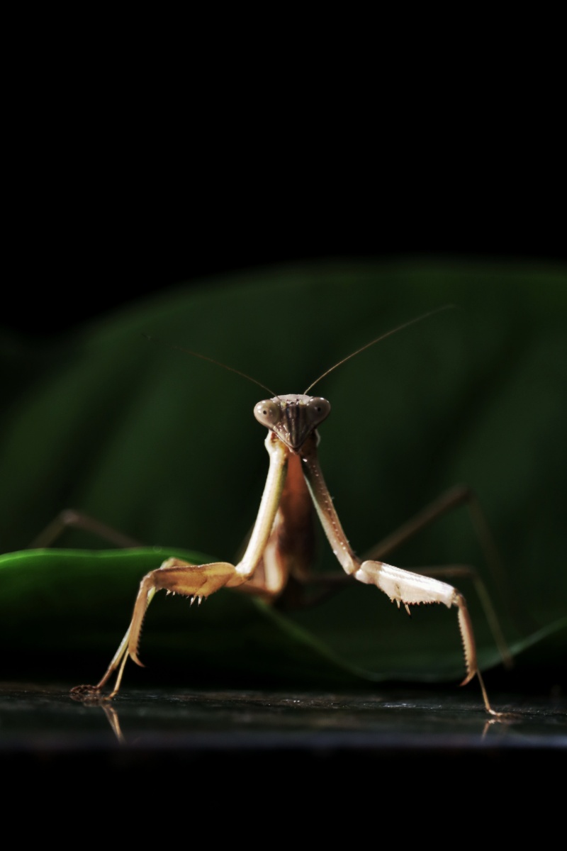 中文学名棕静螳科属静螳科棕静螳分布区域全国