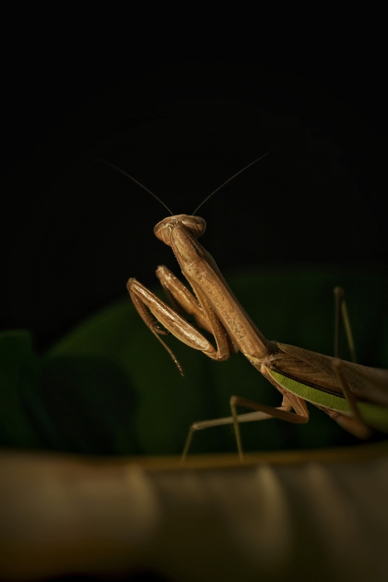 中文学名棕静螳科属静螳科棕静螳分布区域全国