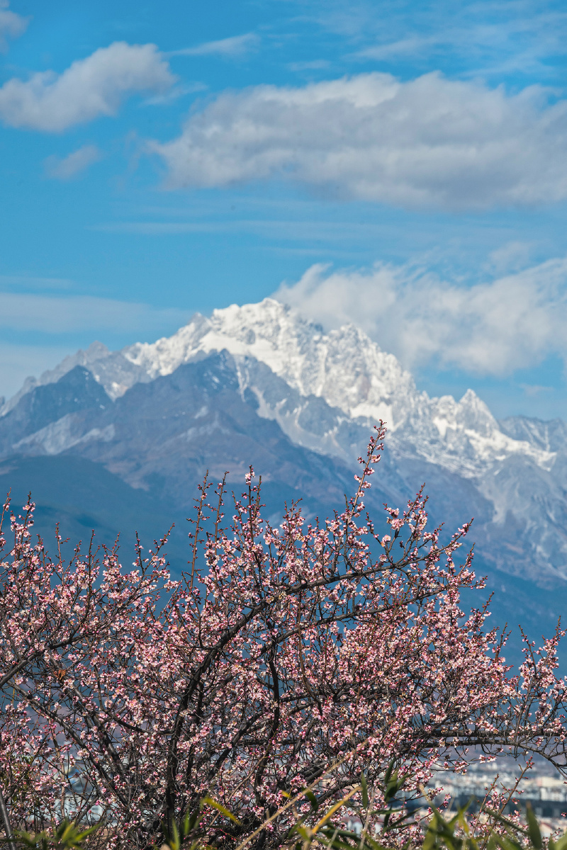 梅花季与玉龙雪山交相辉映